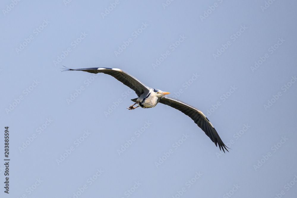 Airone cenerino (Ardea cinerea) in volo Airone cenerino (Ardea cinerea) in volo