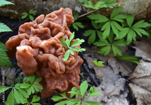 Gyromitra esculenta (False morel,Calf brain,Bull nose) mushroom in the forest.First spring mushrooms.Selective focus.