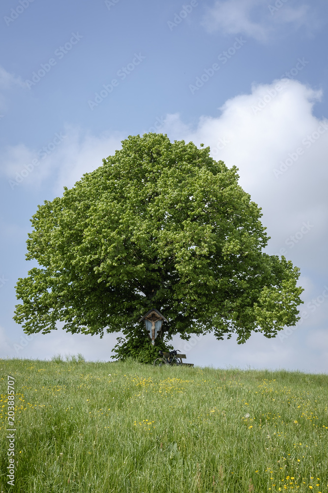 Obraz premium Linde, Tilia