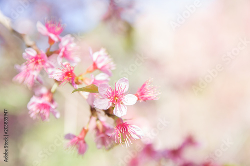 Spring border or background art with pink Sakura blossom. Beautiful nature Spring flowers. in springtime