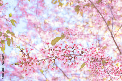 Spring border or background art with pink Sakura blossom. Beautiful nature Spring flowers. in springtime © Akira Kaelyn