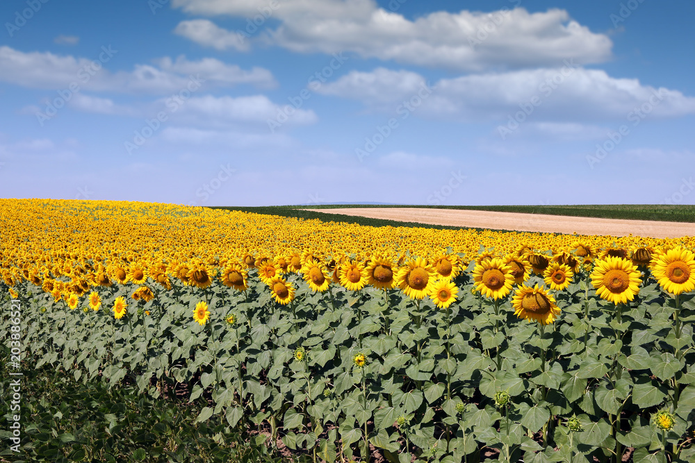 sunflower field landscape agriculture summer season sunflower field landscape agriculture summer season