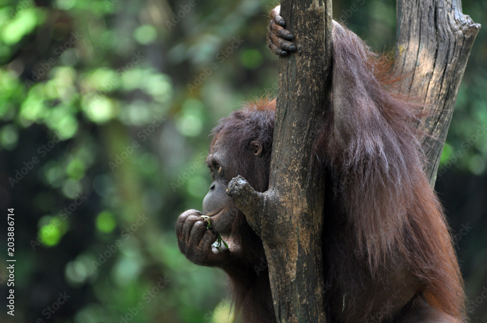 Orangutan in wildlile