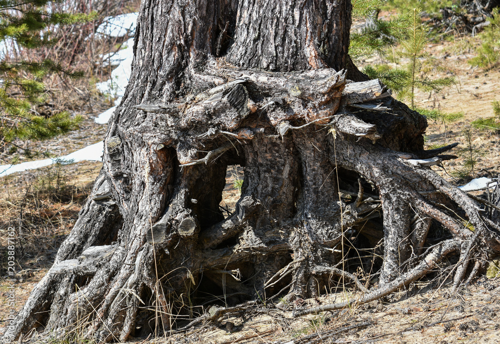 Open roots of the tree, consequences of high water, blurred roots of a tree Open roots of the tree, consequences of high water, blurred roots of a tree