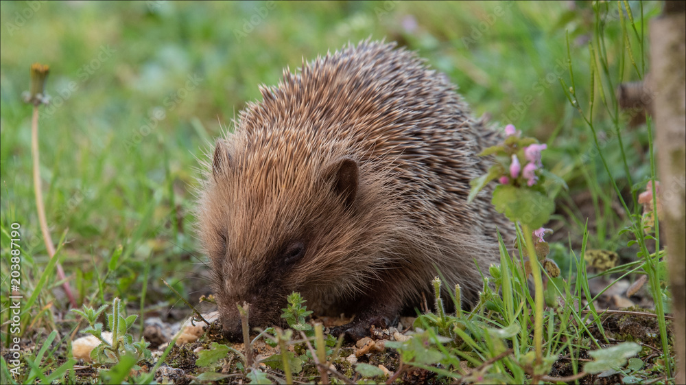 jeune hérisson dans un jardin à Verneuil sur Seine dans les Yvelines en France jeune hérisson dans un jardin à Verneuil sur Seine dans les Yvelines en France