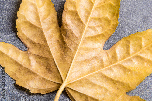 Yellow leaf texture  Fatsia