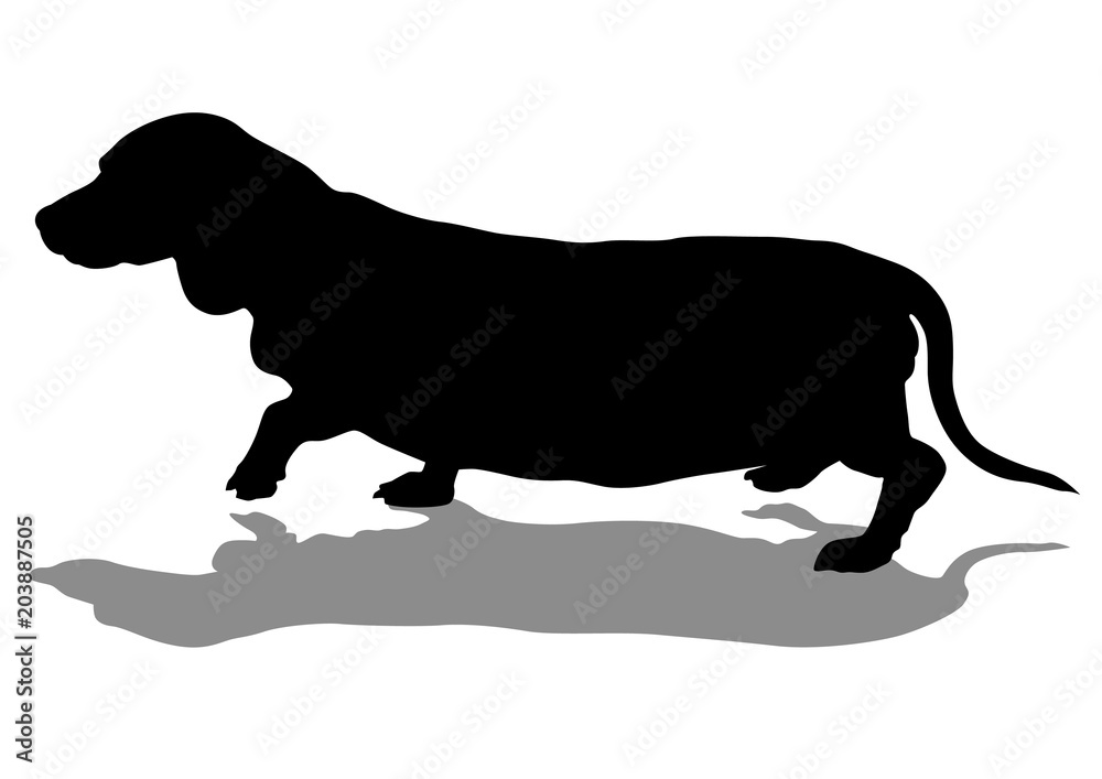 Domestic dog on a walk on a white background