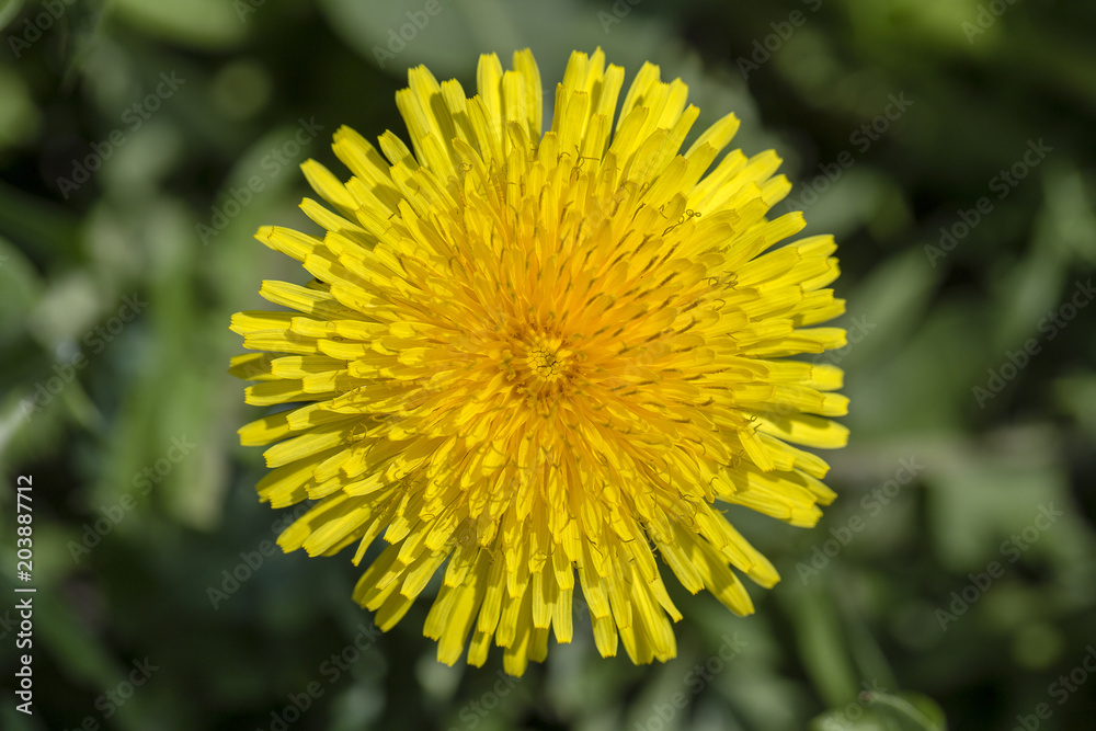 Dandelion, taraxacum officinale. Wild yellow flower in nature, close up, top view Dandelion, taraxacum officinale. Wild yellow flower in nature, close up, top view
