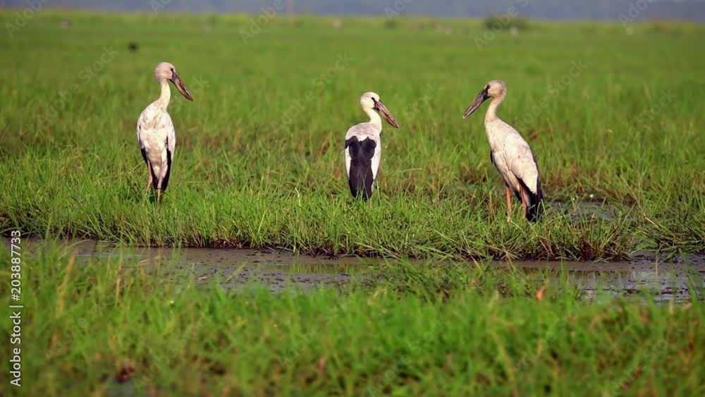 Flock of Asian Openbill Birds (Anastomus oscitans) in Nature at Thale Noi Waterfowl Reserve Lake, Thailand Flock of Asian Openbill Birds (Anastomus oscitans) in Nature at Thale Noi Waterfowl Reserve Lake, Thailand