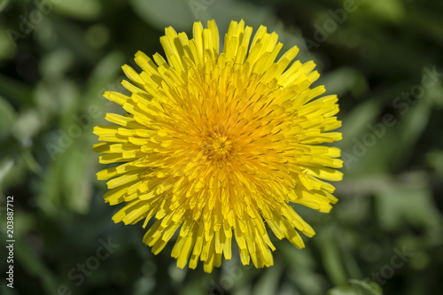 Fototapeta Naklejka Na Ścianę i Meble -  Dandelion, taraxacum officinale. Wild yellow flower in nature, close up, top view