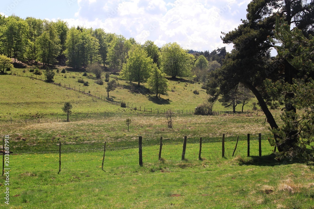 Naklejka premium en chemin dans le cantal