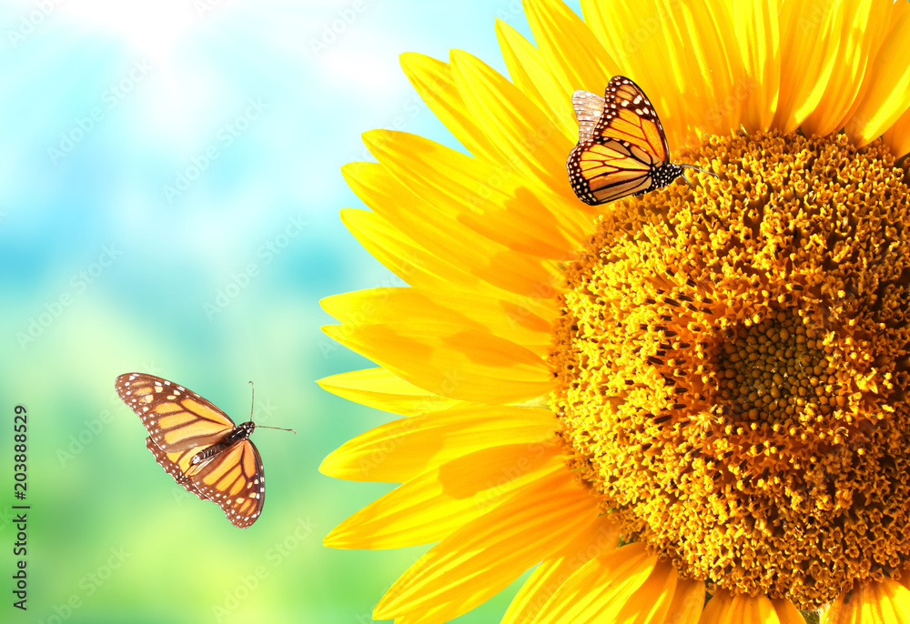 Fototapeta premium Słoneczniki na zamazanym pogodnym tle