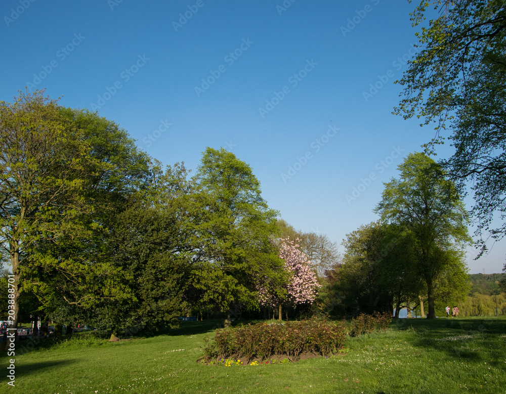 A park landscape on a sunny day