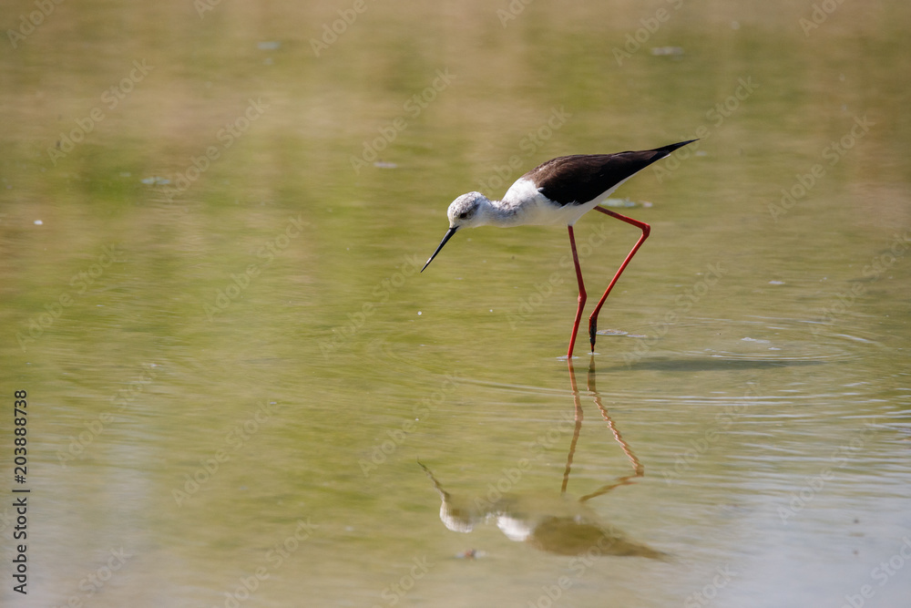 Obraz premium Cavaliere d'Italia (Himantopus himantopus)