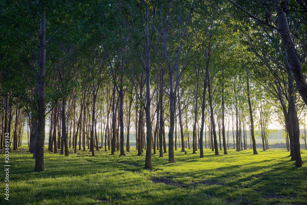 Sun beams pour through trees in forest Sun beams pour through trees in forest