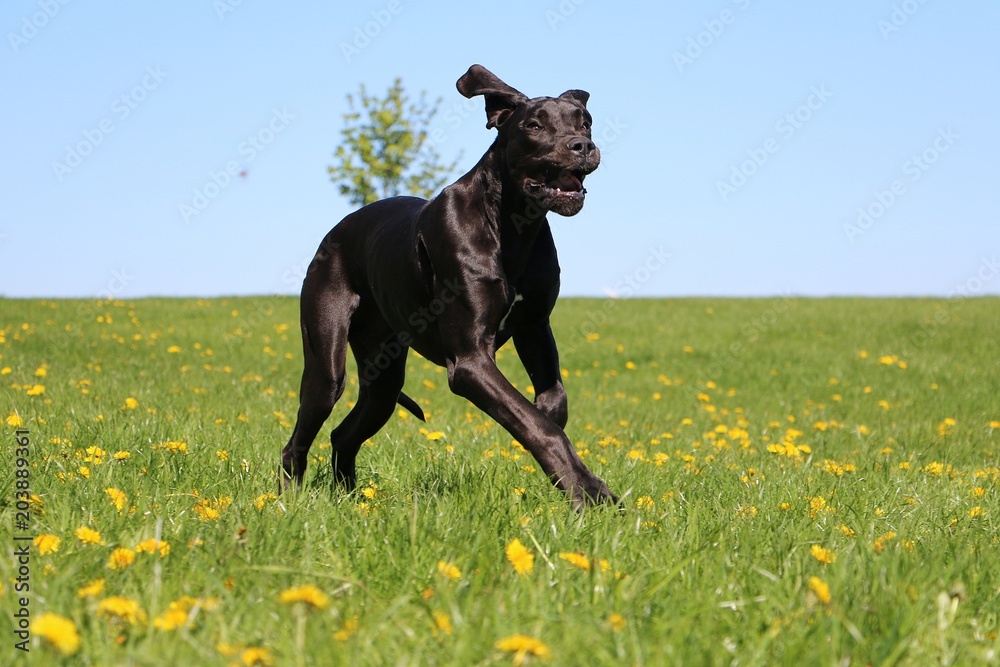 black great dane is running on a field with dandelions black great dane is running on a field with dandelions