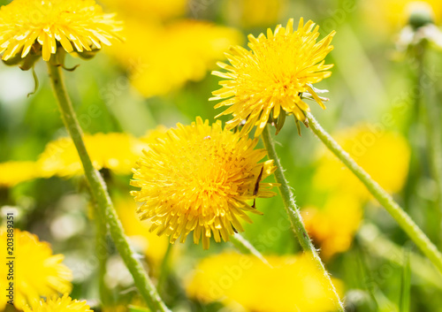 Fototapeta Naklejka Na Ścianę i Meble -  yellow dandelions in the clearing
