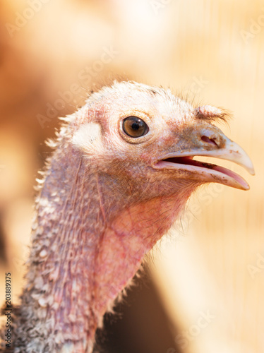 turkey bird head