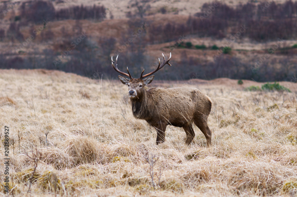 Red Deer, Scottish Highlands