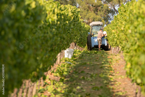 Chardonnay Grape Harvesting © Janelle