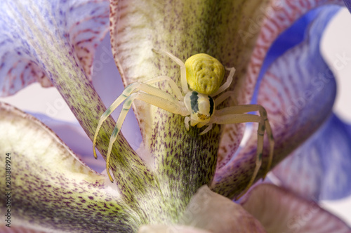 Crab spider on flower photo