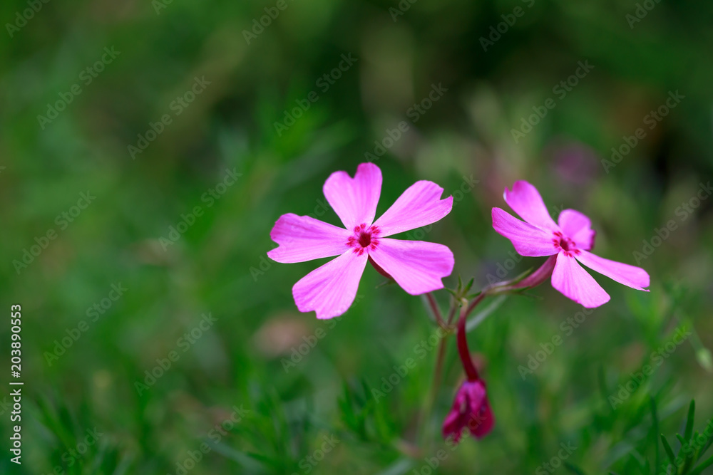 blooming flowers in green field blooming flowers in green field