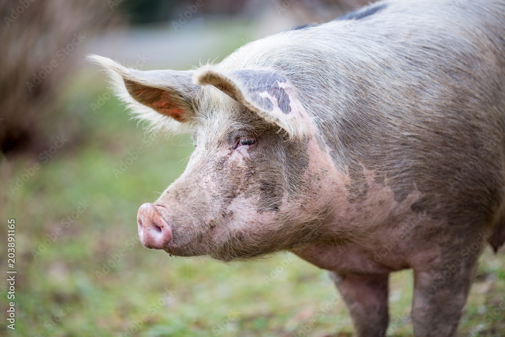 Portrait of big organic free range curious pig getting closer to the camera, photo taken in a garden in Serbia with blurred background Portrait of big organic free range curious pig getting closer to the camera, photo taken in a garden in Serbia with blurred background