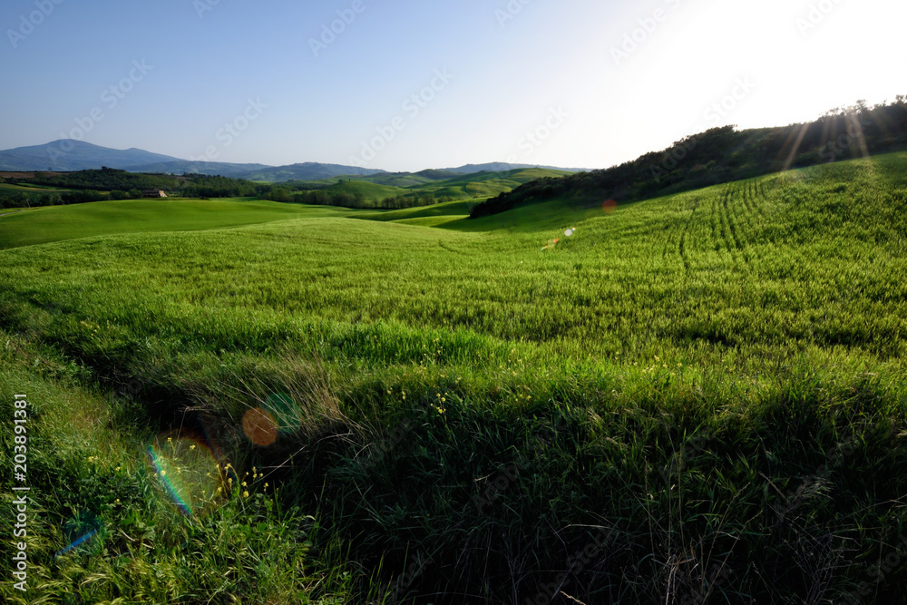 Fototapeta premium The hill of Tuscany, paradise is next /Tuscany My country My love, LOVELY EARTH from Italy, Tuscany land