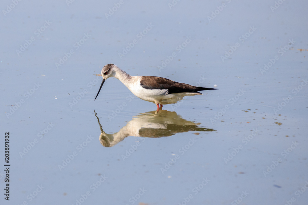 Cavaliere d'Italia (Himantopus himantopus)