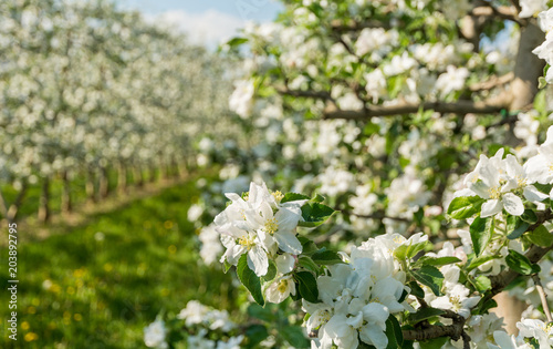 Apple tree blossom. Apple Orchards in spring time in the countryside of Non Valley (Val di Non), Trentino Alto Adige, northern Italy. photo