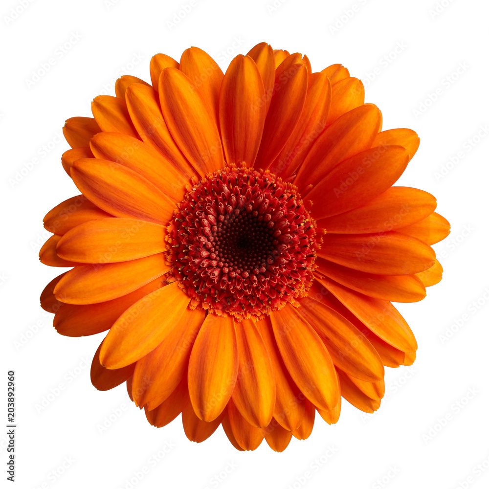 Gerbera flower isolated on white background