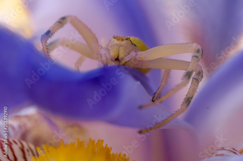 Crab spider on flower photo
