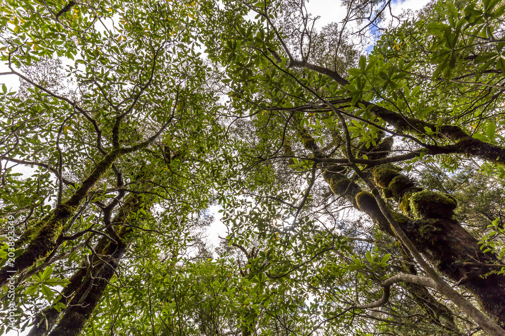 Fototapeta premium Whakapapa natural walk in Tongariro National Park, North Island, New Zealand.