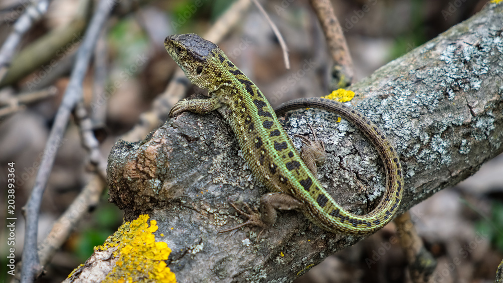 A green lizard stands on a broken branch A green lizard stands on a broken branch