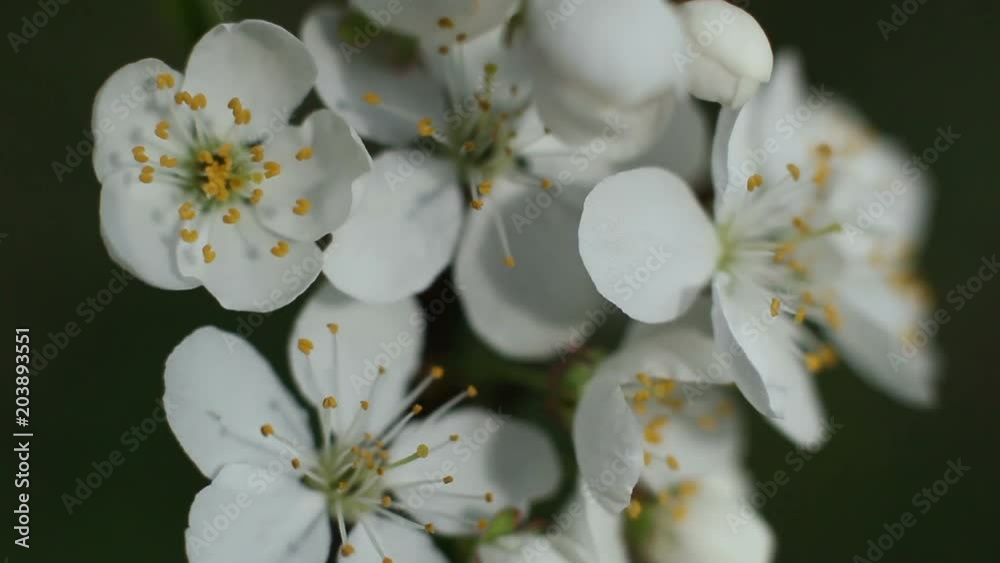 Beautiful white flowers on the brunches, fruit tree, sunlight and wind Beautiful white flowers on the brunches, fruit tree, sunlight and wind