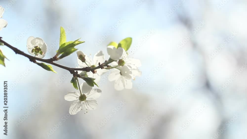 Beautiful white flowers on the brunches, fruit tree, sunlight and wind Beautiful white flowers on the brunches, fruit tree, sunlight and wind