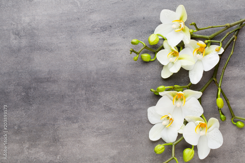 Beauty orchid on a gray background. Spa scene. Beauty orchid on a gray background. Spa scene.