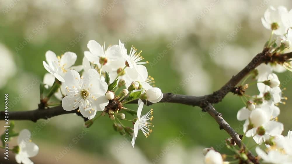 Beautiful white flowers on the brunches, fruit tree, sunlight and wind Beautiful white flowers on the brunches, fruit tree, sunlight and wind