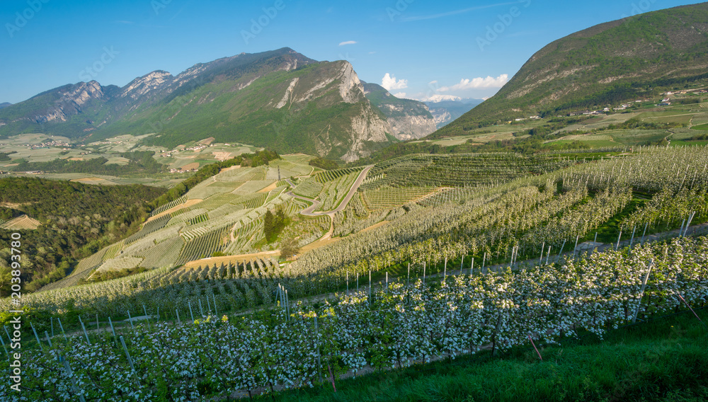 Apple tree blossom. Apple Orchards in spring time in the countryside of Non Valley (Val di Non), Trentino Alto Adige, northern Italy.