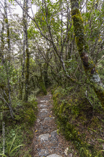Whakapapa natural walk in Tongariro National Park  North Island  New Zealand.