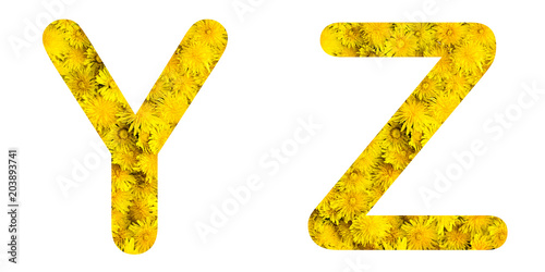 Flower font alphabet y, z, made of alive flowers dandelions.