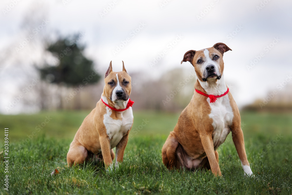 two staffordshire terrier dogs posing together outdoors