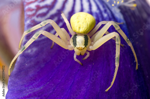 Crab spider on flower photo