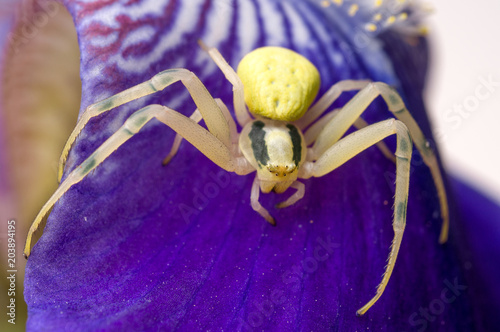 Crab spider on flower photo