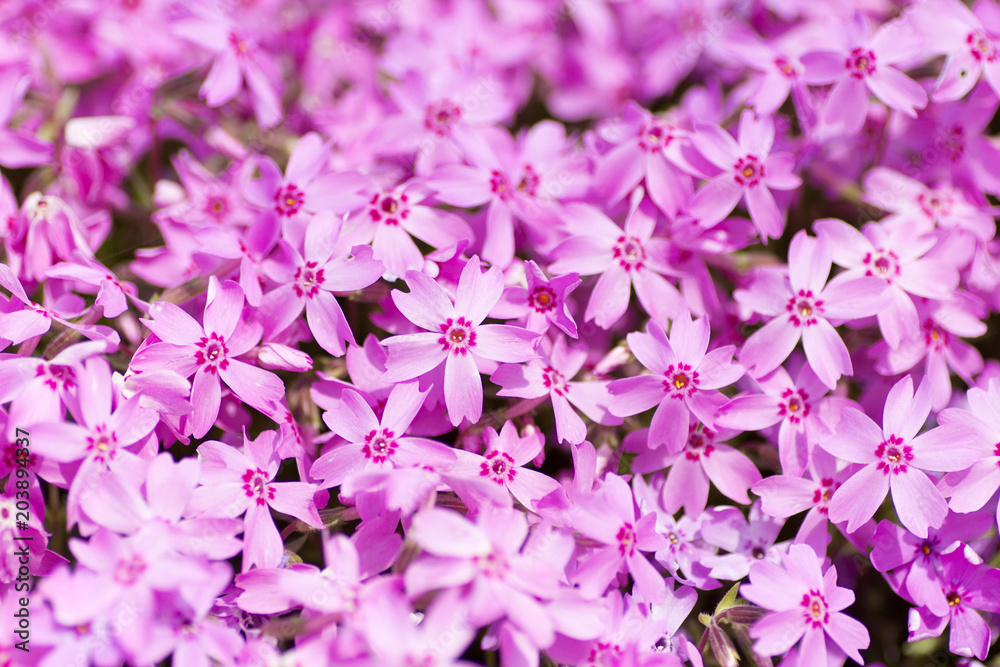 大村市松本つつじ園の芝桜 Stock Photo Adobe Stock