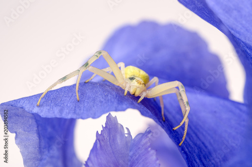 Crab spider on flower photo