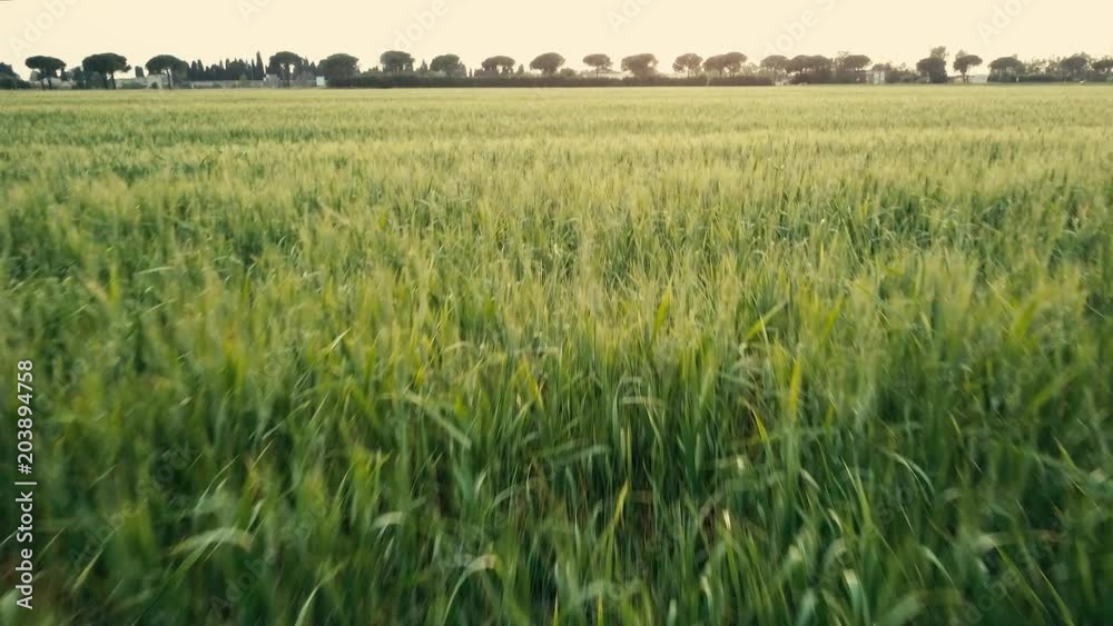 Campo di grano vista aerea con drone