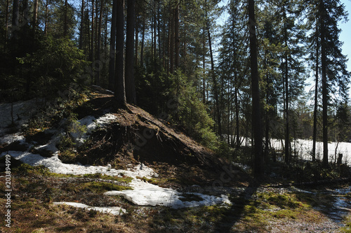 Spring in the coniferous forest © Grigoriy