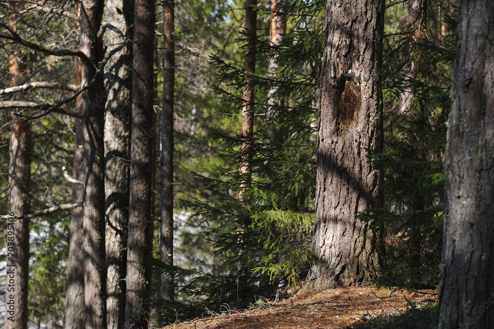 Obraz premium Spring in the coniferous forest