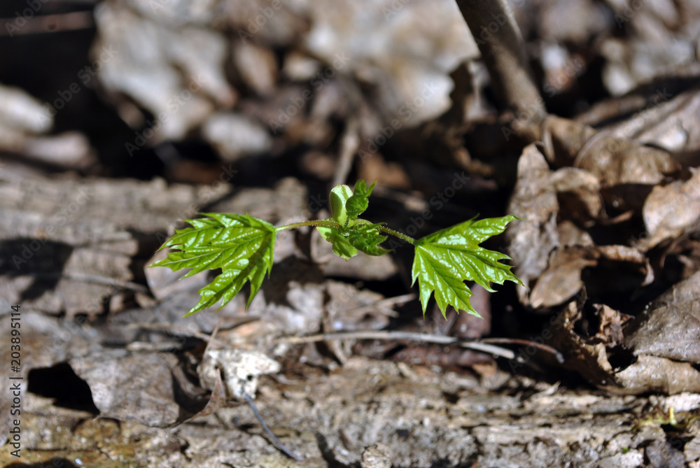 Silver maple tree new sprout growing in ground in forest, rotten leaves background